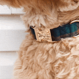 dogs leash
