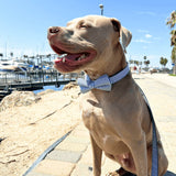 Blue Stripes Joyline™ Leash – 100 % Cotton Shell