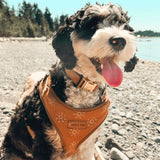 Ambar Suns AllSet™ Harness Matching Bundle