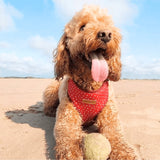 Red Polka Dot AllSet™ Harness – Adjustable Bliss