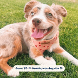Rosie Strawberry AllSet™ Harness Matching Bundle