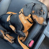 Ambar Suns AllSet™ Harness Matching Bundle