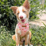 Peach Blush AllSet™ Harness Matching Bundle