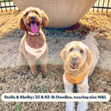 Ambar Suns AllSet™ Harness Matching Bundle