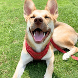 Red Polka Dot AllSet™ Harness – Adjustable Bliss