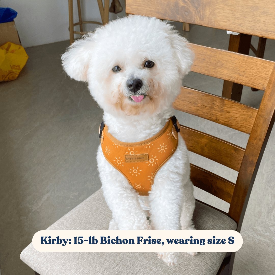 Bichon frise harness size hotsell