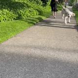 cute dog leash