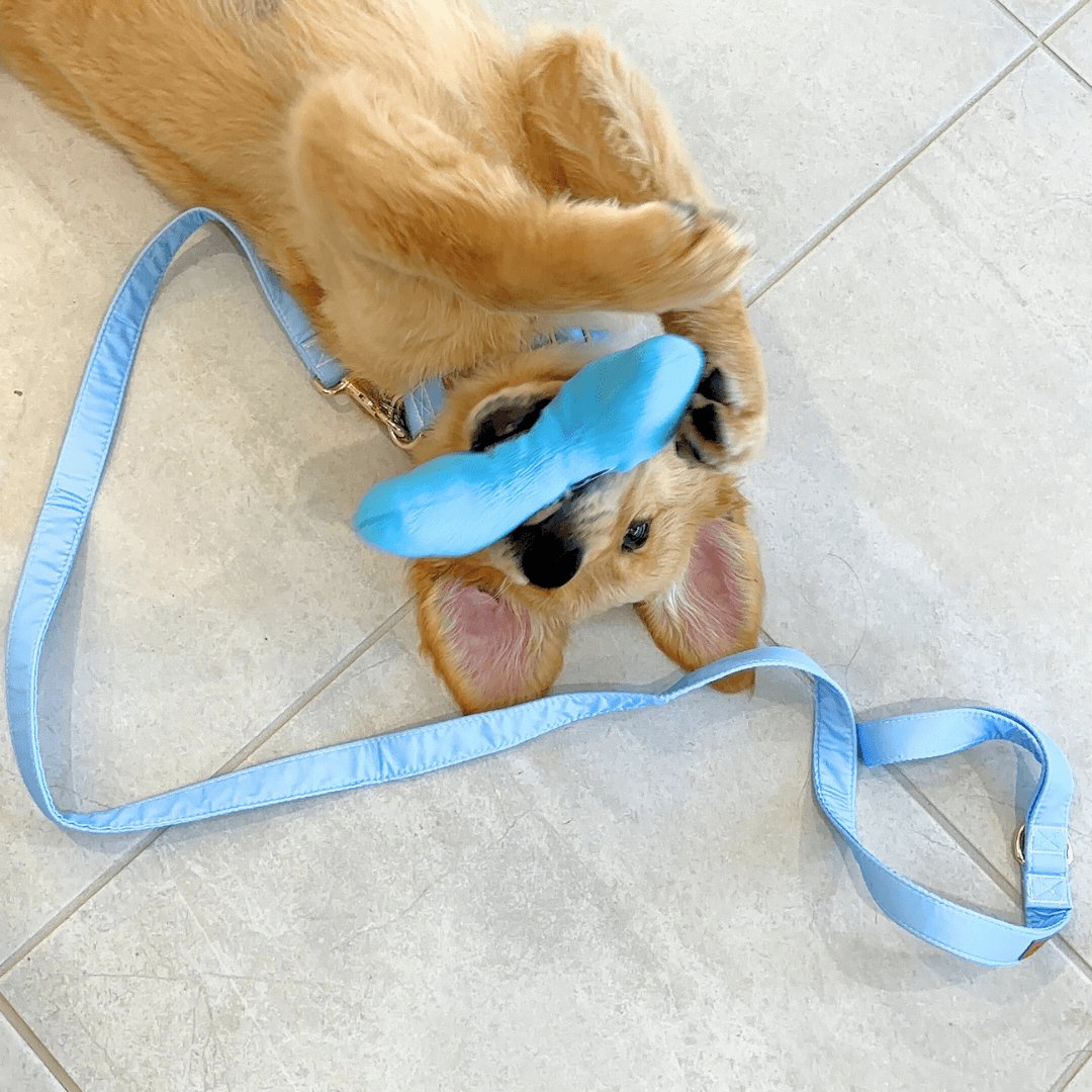Baby Blue Bowtie Unbreakable Collar™ & Leash Set