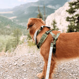 Playground AllSet™ Harness – Adjustable Bliss
