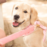 Peach Blush AllSet™ Harness Matching Bundle