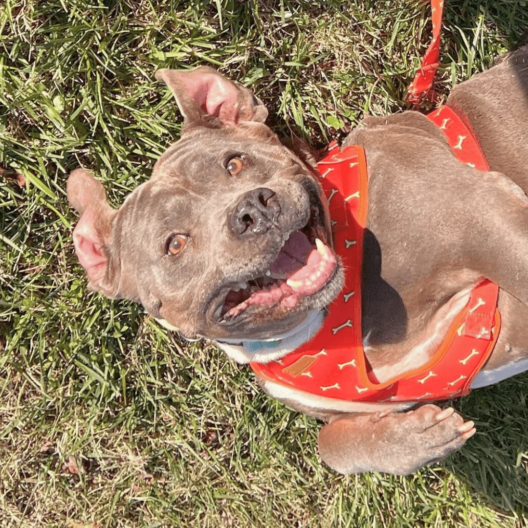 Coral Fetch AllSet™ Harness – Adjustable Bliss (D Ring)