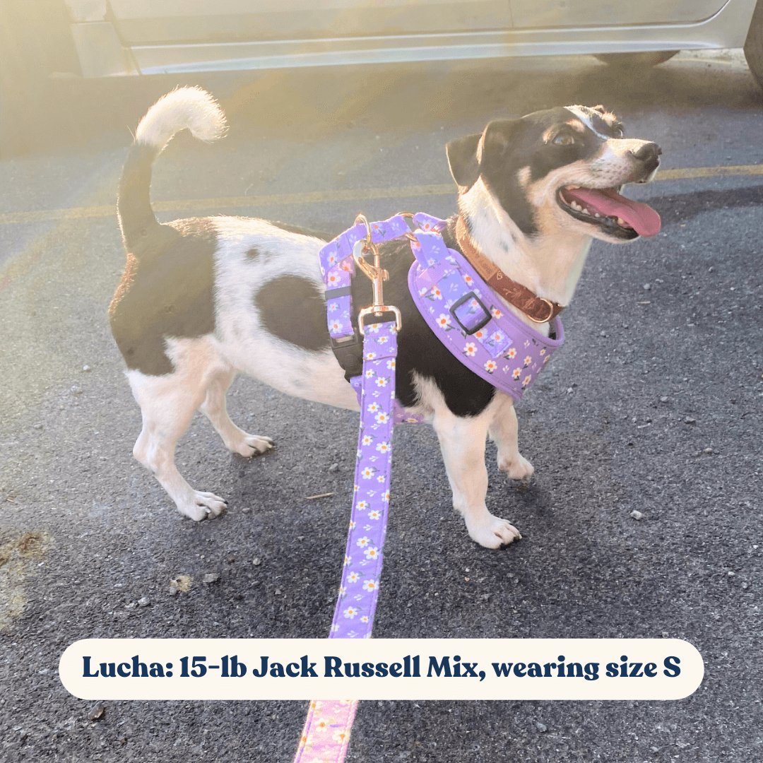 Purple Daisy Unbreakable Leash™ + Poop Bag Set