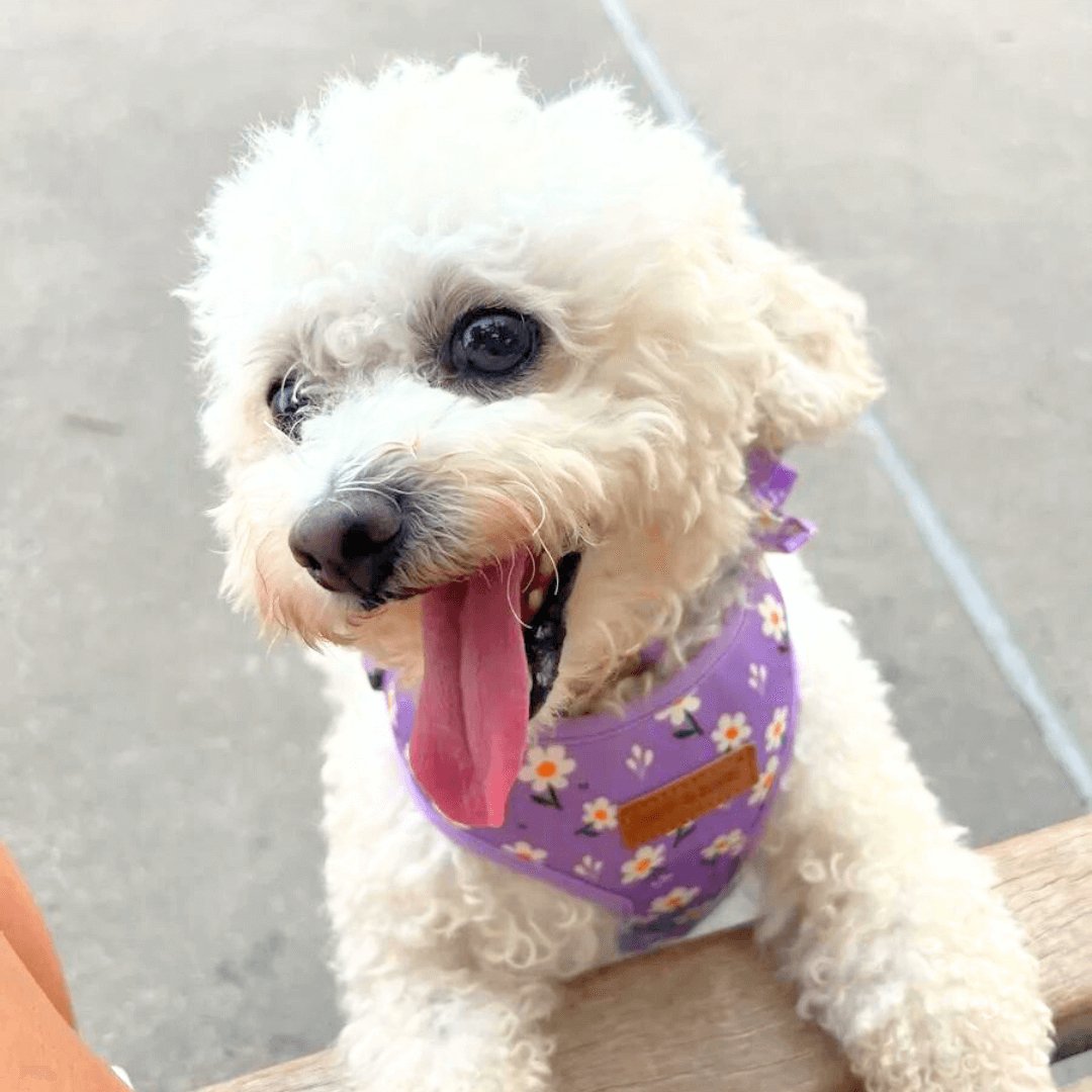 Purple Daisy Lockable Harness™
