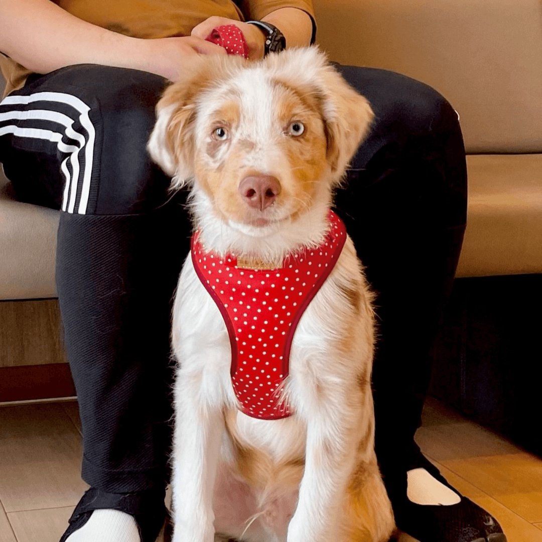 Red Polka Dot Lockable Harness™