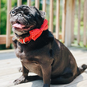 Red Polka Dot Bow Tie Unbreakable Collar™