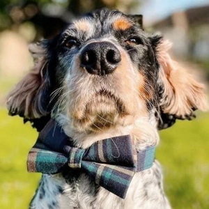 Gentleman Bowtie Unbreakable Collar™ & Leash Set