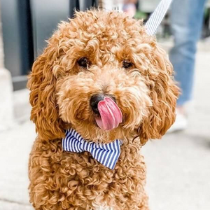 Blue Stripes Bow Tie Unbreakable Collar™