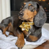 A dachshund dog wearing a yellow bow tie is sitting on a white blanket, looking directly at the camera.