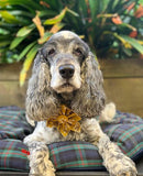 A grey and white cocker spaniel dog wearing a yellow bow tie is sitting on a plaid dog bed, with a lush green plant in the background.