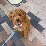 Blue Stripes Signature Band™ - Crafted Collar