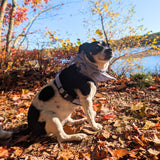 Blue Stripes Dappertie™ - Mega Bundle Match (D Ring)