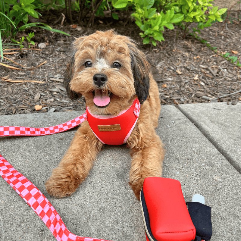 Safe & Cute Matching Dog Unbreakable Collar™ and Leash, Bowtie, Lockable  Harness™, Bandana, and Poop Bag Holder – Sniff & Bark