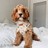 most comfortable dog harness