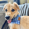 cute_blue_checker_dog_bandana