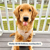 Lightnings AllSet™ Harness – Adjustable Bliss