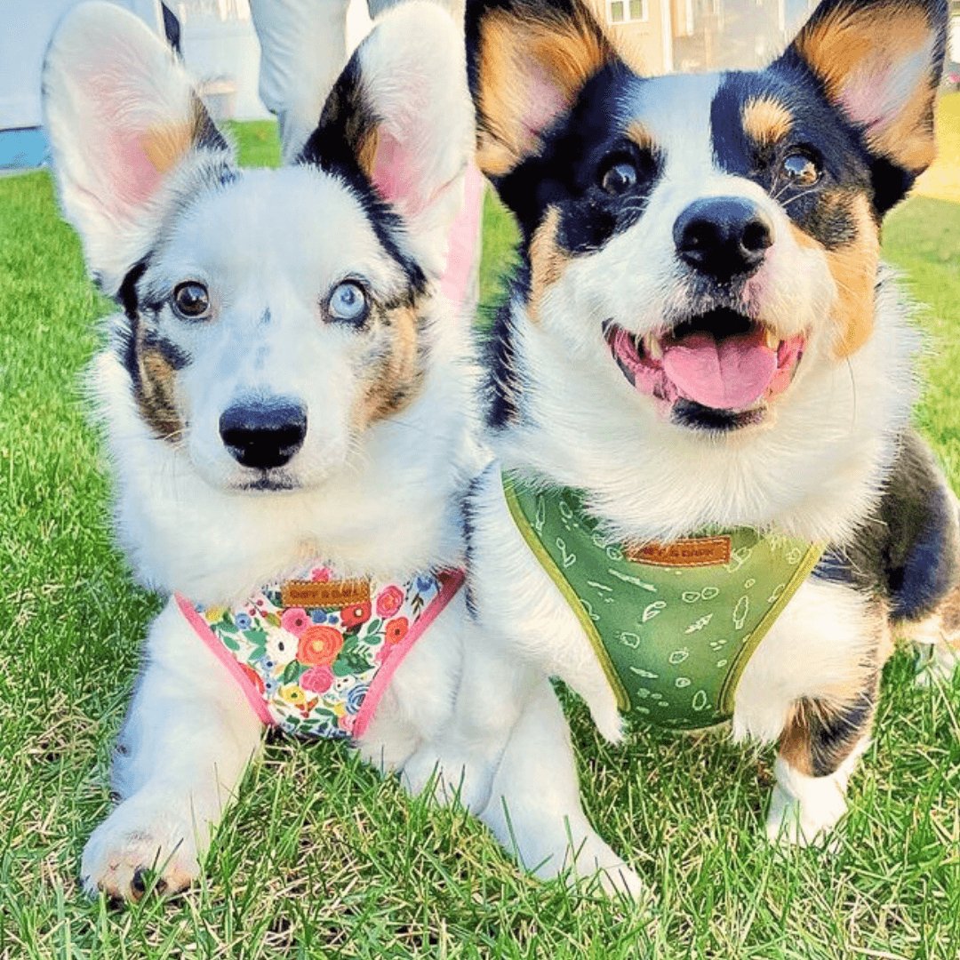 Morning Floral Lockable Harness™