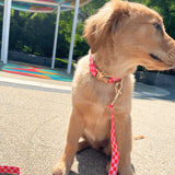 Checker Pink Signature Band™ - Crafted Collar