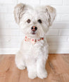 A small white dog with a pink bow tie sits on a wooden floor, looking directly at the camera with a curious expression.