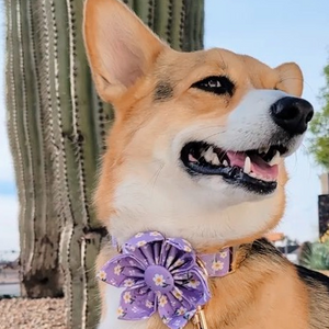 Purple Daisy Flower Unbreakable Collar™