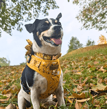 Sunny Daisy AllSet™ Harness – Adjustable Bliss (D Ring)