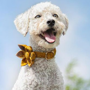 Suns Flower Unbreakable Collar™