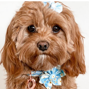 Morning Floral Flower Unbreakable Collar™