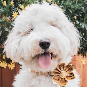 Morning Floral Flower Unbreakable Collar™