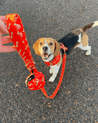A happy beagle dog wearing a red collar and leash, standing on a paved surface.