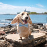 A golden retriever dog wearing a blue bow tie sits on a rock near a body of water, with a church steeple visible in the background.
