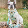 cute dog harness and leash set