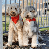 Two fluffy dogs wearing red bandanas sit together on a grassy area, with a metal fence in the background.