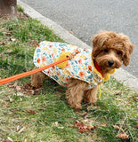 A small brown dog wearing a colorful floral print jacket is sitting on the grass, with an orange leash attached to it.