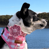 A dog wearing a pink and white checkered harness stands on a grassy area near a body of water, with trees in the background.