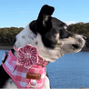 A dog wearing a pink and white checkered harness stands on a grassy area near a body of water, with trees in the background.
