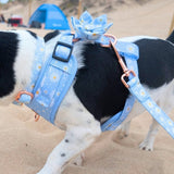 Marigold Bloom Signature Bloomtie™ - Mega Bundle (D Ring)