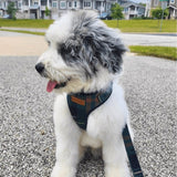 Gentleman Joyline™ Leash – 100 % Cotton Shell