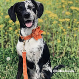 Ambar Suns Joyline™ Leash – 100 % Cotton Shell