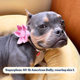 Pink Gingham Signature Band™ - Crafted Collar