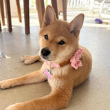 Pink Gingham Signature Band™ - Crafted Collar