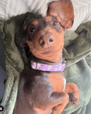Purple Daisy Signature Band™ - Crafted Collar